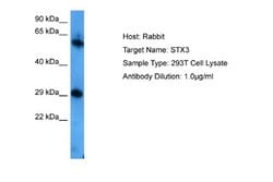 Syntaxin 3 Antibody, Novus Biologicals 100 &mu;L; Unconjugated:Antibodies,